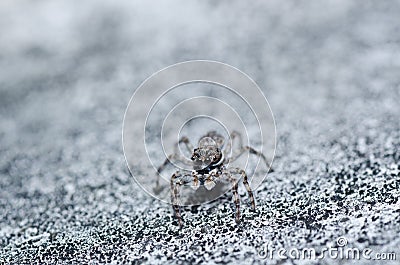 Gray white jump spider on the wall Stock Photo