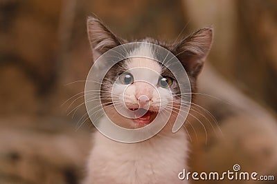Gray white kitten meows, portrait of a kitten Stock Photo