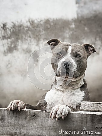 Gray and white pitbull looking concentrate. Stock Photo