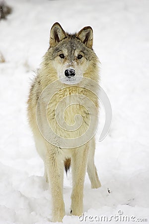 Gray Wolf Stock Photo