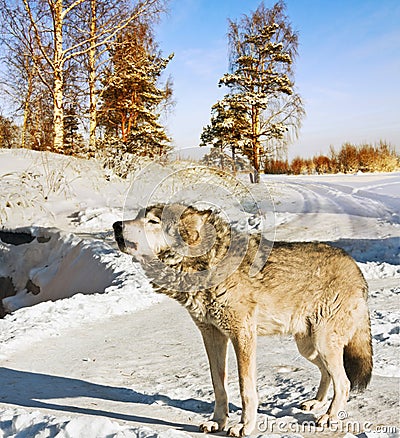 Gray wolf Stock Photo