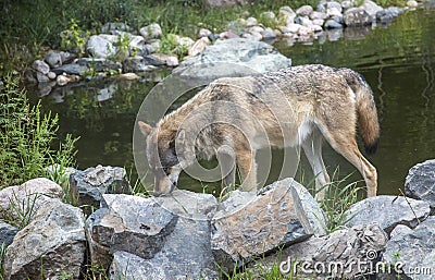 Minnesota Gray wolf eating at a pond Stock Photo