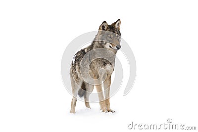 Gray wolf Stock Photo