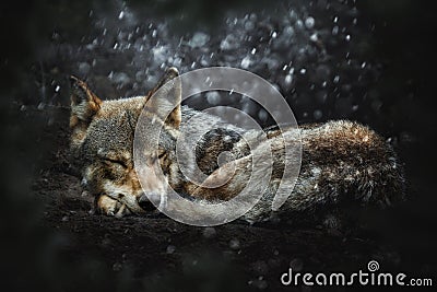Gray wolf (Canis lupus) sleep Stock Photo