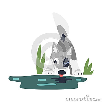 Gray Wolf Cub as Wild Hunting Animal Drinking Water from River Vector Illustration Vector Illustration