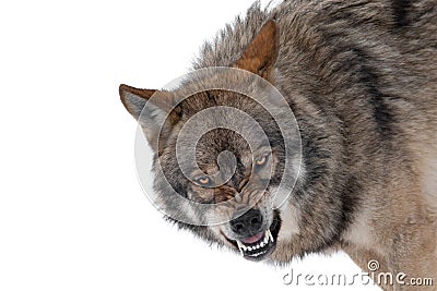gray wolf with a grin is isolated on white background Stock Photo