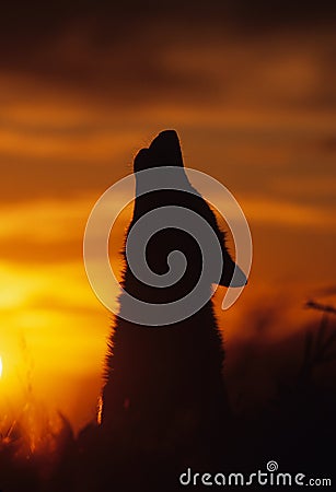 Gray Wolf Howling Stock Photo