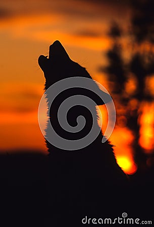 Gray Wolf Howling at Sunrise Stock Photo