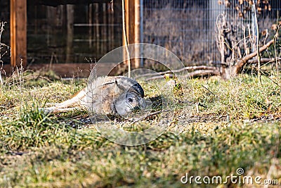 Gray wolf lie on small glade Stock Photo