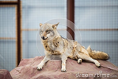 Gray wolf lying on the rock Stock Photo