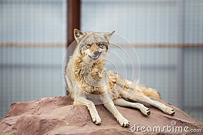 Gray wolf lying on the rock Stock Photo