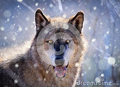 Gray Wolf - Portrait in Snow Stock Photo