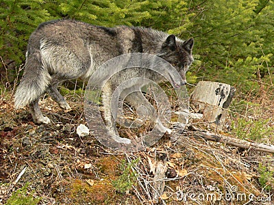Gray Wolf on Prowl Stock Photo