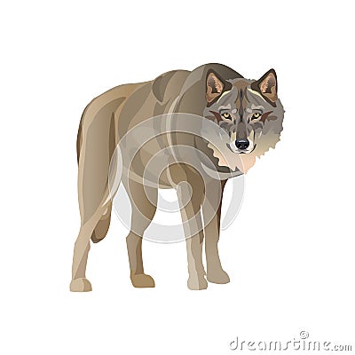 Gray wolf standing Vector Illustration