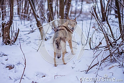 Gray wolf walks on white snow Stock Photo