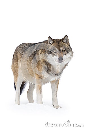 Gray wolf in winter Stock Photo