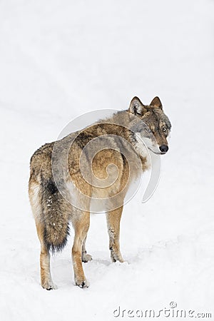 Gray wolf in winter Stock Photo