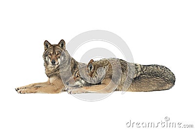 Gray wolfs lies on snow isolated on white background Stock Photo