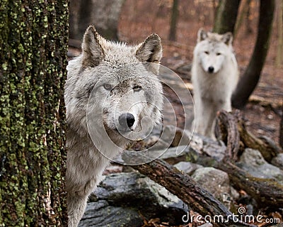 Gray wolves in a forest Stock Photo