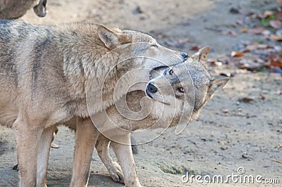 Gray Wolves Stock Photo