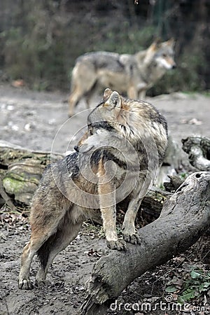 Gray wolves in countryside Stock Photo