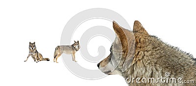 Gray wolves isolated on white background Stock Photo