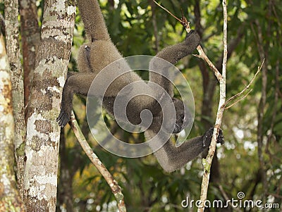 Gray woolly monkey (Lagothrix cana) Stock Photo