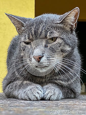 A gray yard cat lies on the fence with his eyes narrowed Stock Photo