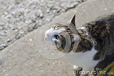 Gray-yellow-white homeless hungry cat asks for food. Multi-colored eyes, one yellow, second blue Stock Photo