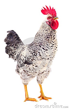 Gray young rooster. Stock Photo