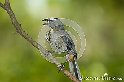 Grayish saltator Stock Photo