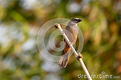 Grayish Saltator Stock Photo