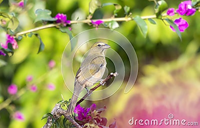 Grayish Saltator Saltator coerulescens Perched on a Branch with Dense Colorful Vegeation in the Background in Jalisco, Mexico Stock Photo