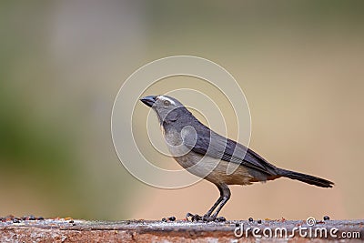 Grayish Saltator perched Stock Photo