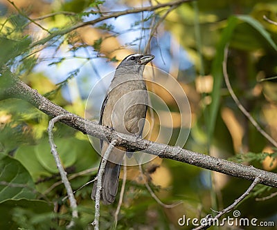 Grayish Saltator Saltator coerulescens Perched in a Tree in Mexico Stock Photo