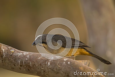 Grayish Saltator on Thick Branch Stock Photo