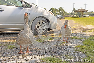 Graylag goose facing camera Stock Photo