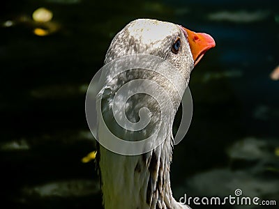 Graylag goose in portrait. Western Springs Pond, auckland, New Zeland Stock Photo