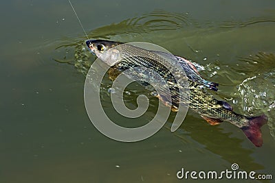 Grayling Stock Photo