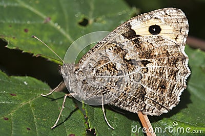 Grayling Butterfly (Hipparchia semele) Stock Photo