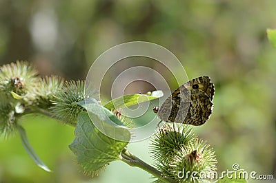 Grayling butterfly in nature, brown orange and black Stock Photo