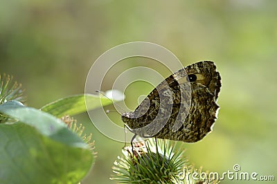 Grayling butterfly in nature, brown orange and black Stock Photo