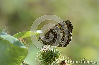 Grayling butterfly in nature, brown orange and black Stock Photo