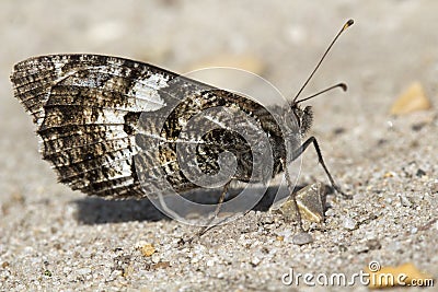 Grayling Butterfly (Hipparchia semele) Stock Photo