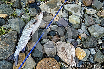 Grayling caught fly fishing tackle. Angler releasing an arctic grayling. Grayling fish caught on the spinner by fisherman. Norther Stock Photo