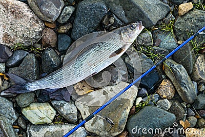 Grayling caught fly fishing tackle. Angler releasing an arctic grayling. Grayling fish caught on the spinner by fisherman. Norther Stock Photo