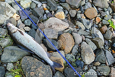 Grayling caught fly fishing tackle. Angler releasing an arctic gGrayling caught fly fishing tackle. Angler releasing an arctic gra Stock Photo