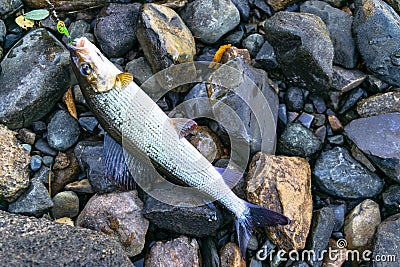 Grayling caught fly fishing tackle. Angler releasing an arctic grayling. Grayling fish caught on the spinner by fisherman. Norther Stock Photo