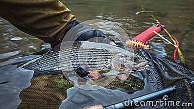 Grayling in clear river water. Fly fishing and tenkara Stock Photo