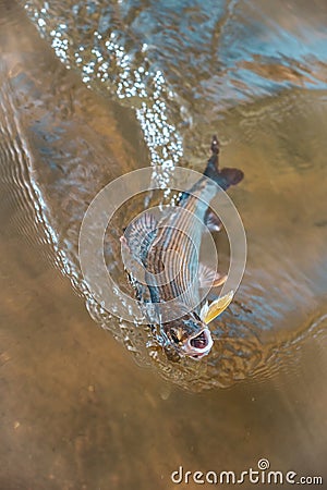 Grayling in clear water. Fly fishing and tenkara Stock Photo